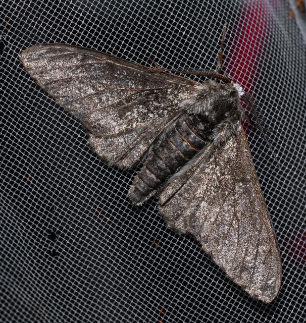 Biston betularia - szürkepettyes araszoló