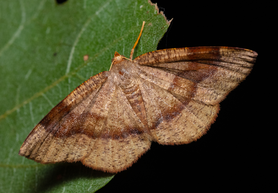 Plagodis pulveraria - szemcsés araszoló