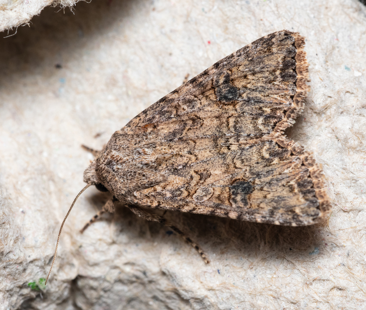 Hadula trifolii - lóherebagoly