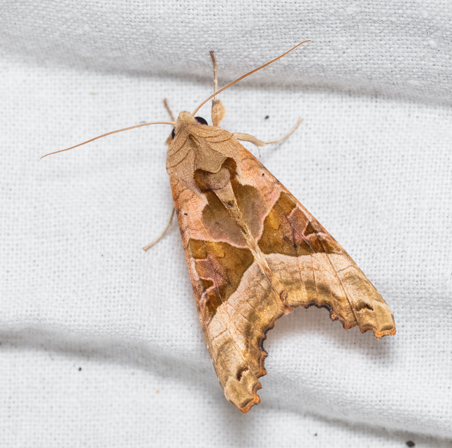 Phlogophora meticulosa - vándorló csipkésbagoly