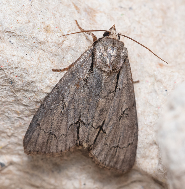 Acronicta cuspis/tridens/psi