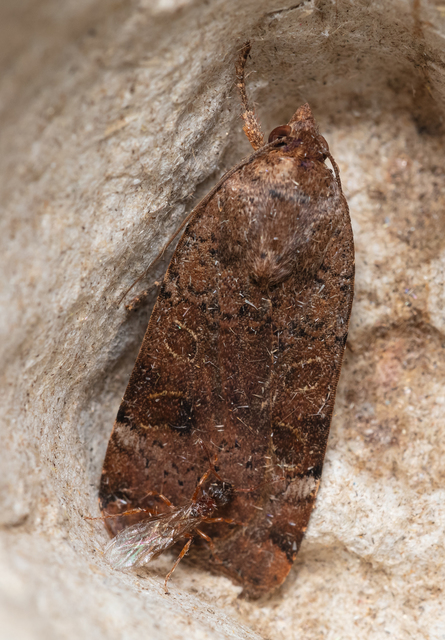 Noctua interposita - köztes sárgafűbagoly