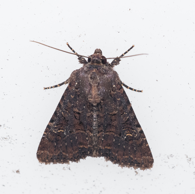 Mesapamea secalella/secalis