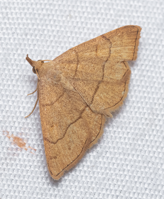 Paracolax tristalis - sárgás karcsúbagoly