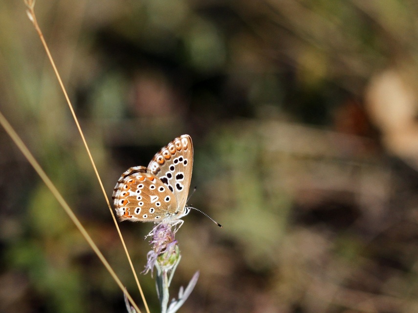 Polyommatus coridon - ezüstkék boglárka
