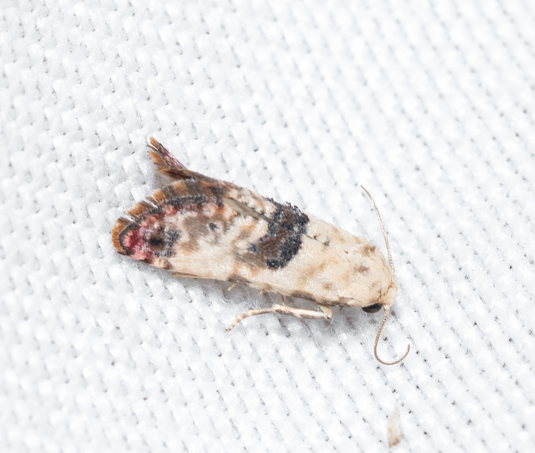 Cochylini