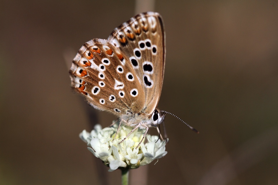 Polyommatus coridon - ezüstkék boglárka