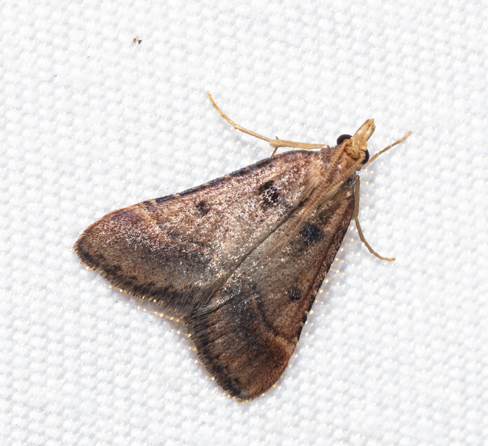 Stemmatophora brunnealis - barna fényilonca