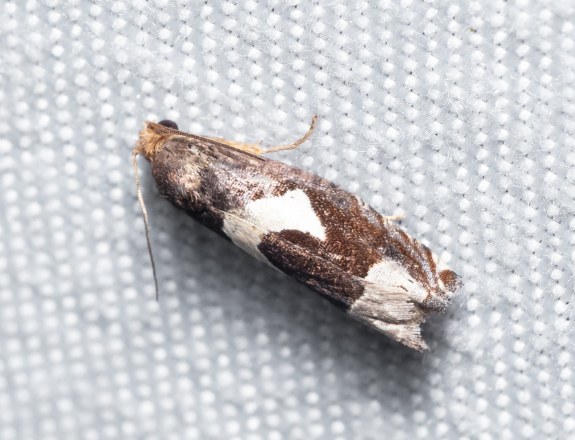 Epiblema foenella - kampósfoltú tükrösmoly