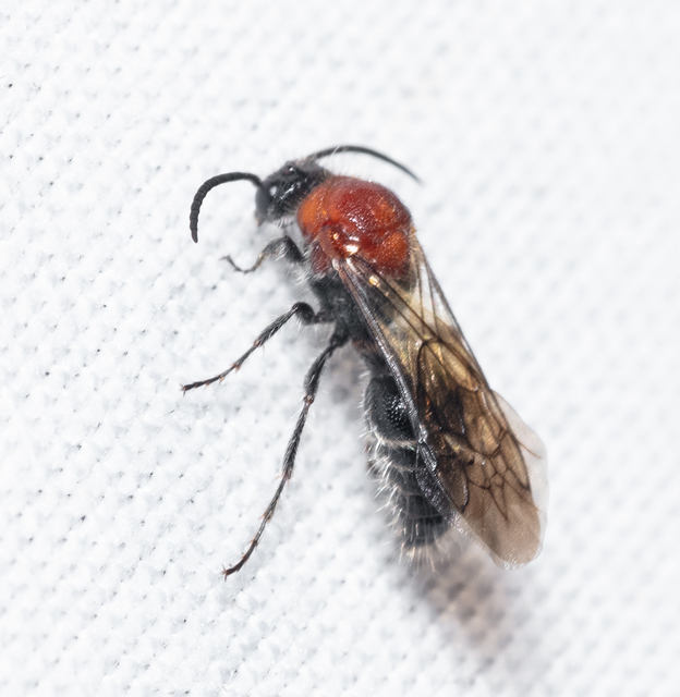 Mutillidae - hangyadarazsak