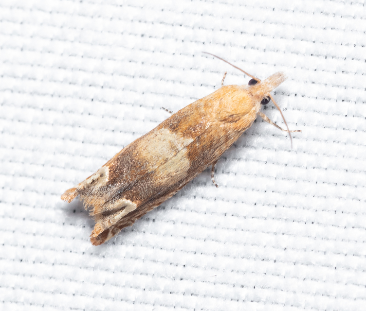 Eucosma