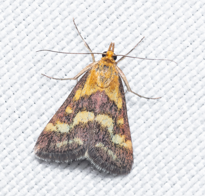 Pyrausta purpuralis - közönséges bíbormoly