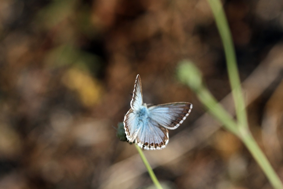 Polyommatus coridon - ezüstkék boglárka