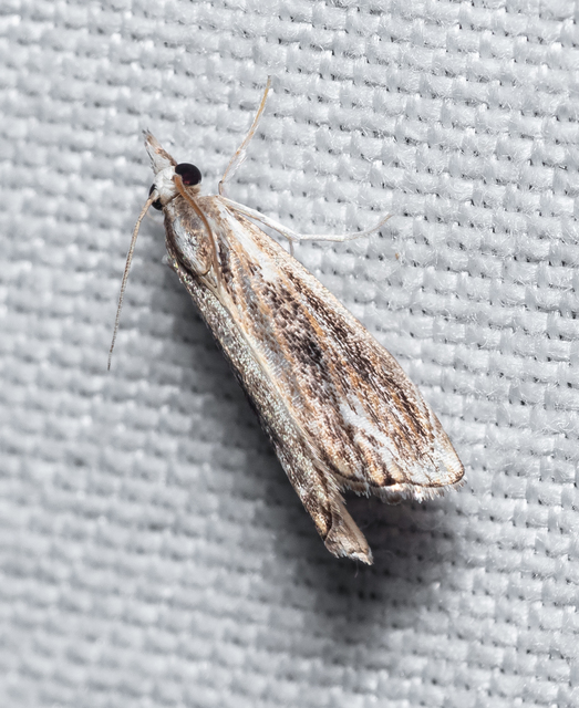 Catoptria verellus - kormos fűgyökérmoly
