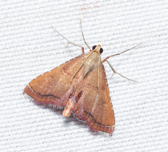Endotricha flammealis - tüzesszárnyú fényilonca