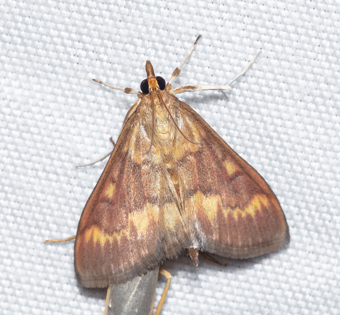 Ostrinia nubilalis - kukoricamoly
