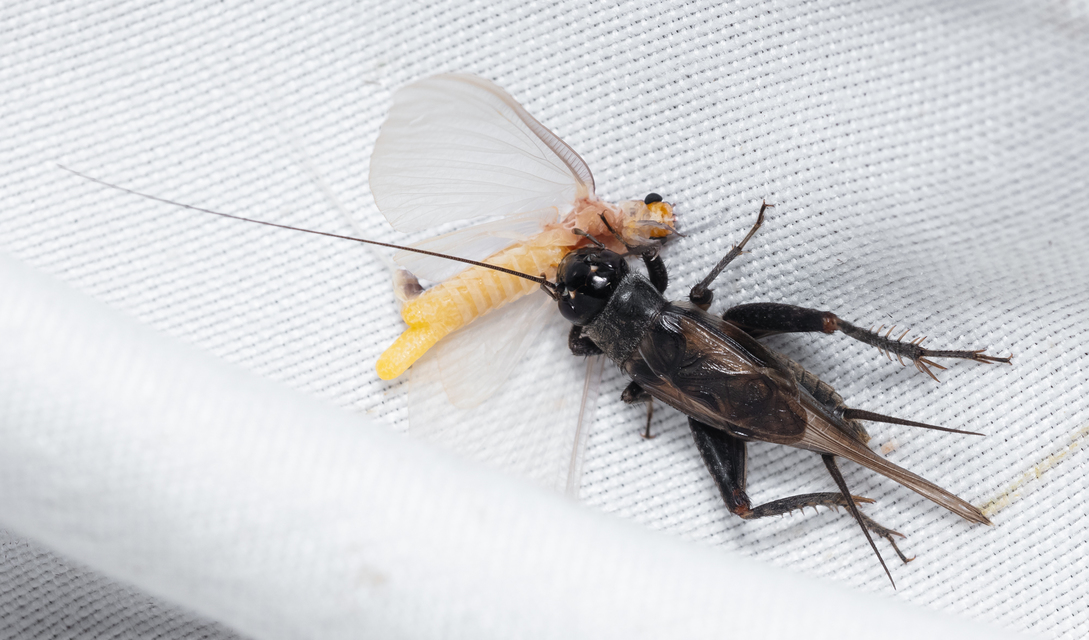 Eumodicogryllus bordigalensis - bordói tücsök