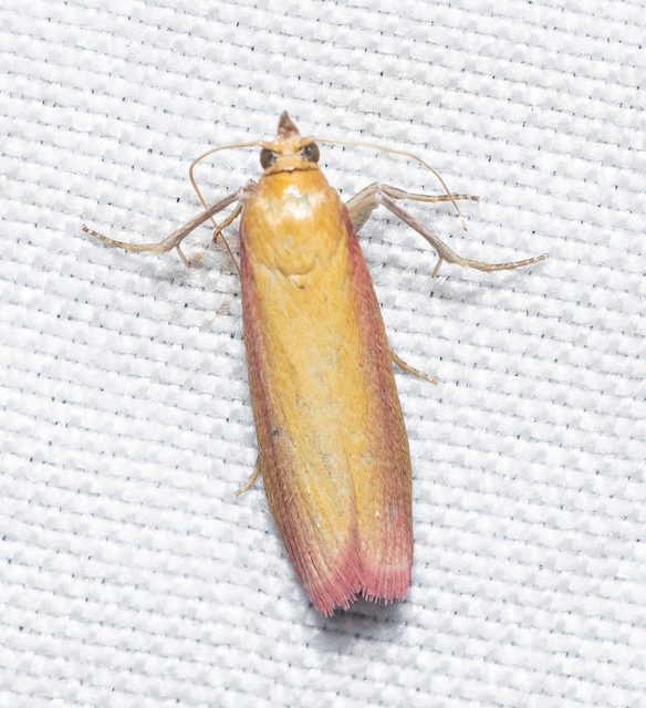 Oncocera semirubella - lucernamoly