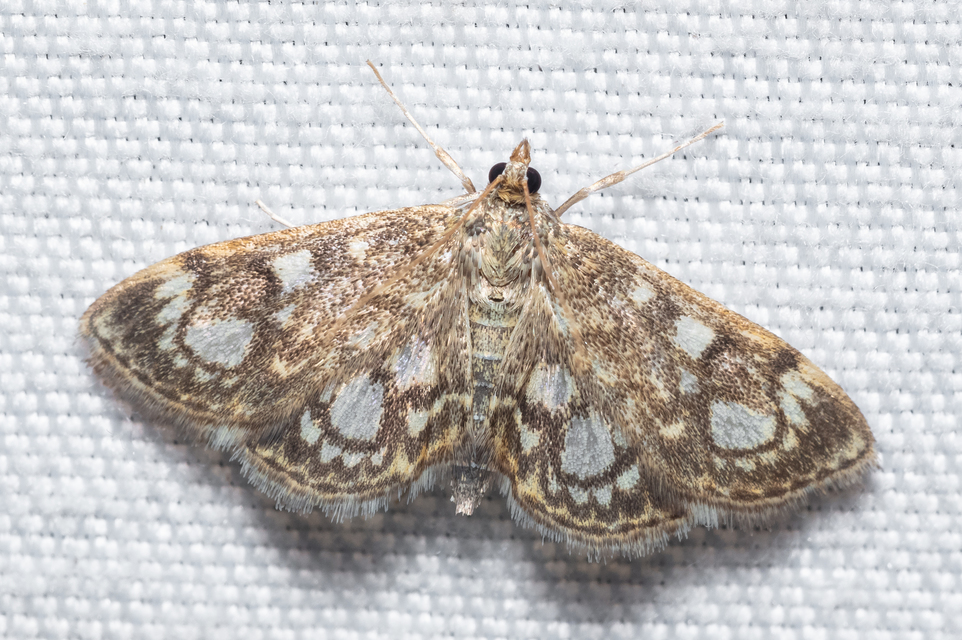 Anania coronata - koronás dudvamoly