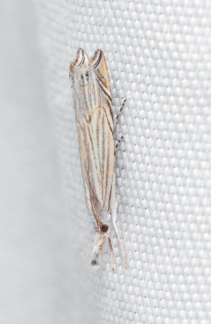 Metacrambus carectellus - homoki fűgyökérmoly