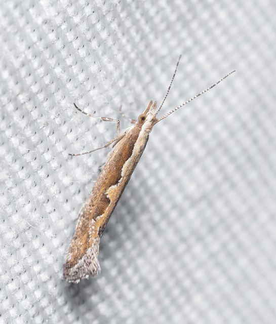 Plutella xylostella - káposztamoly