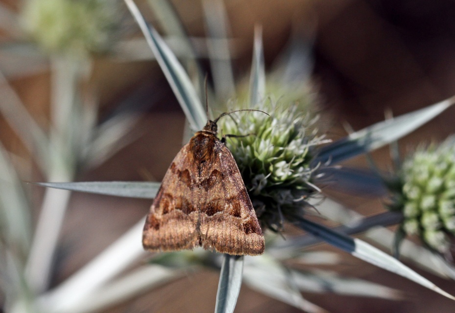 Euclidia glyphica - közönséges nappalibagoly