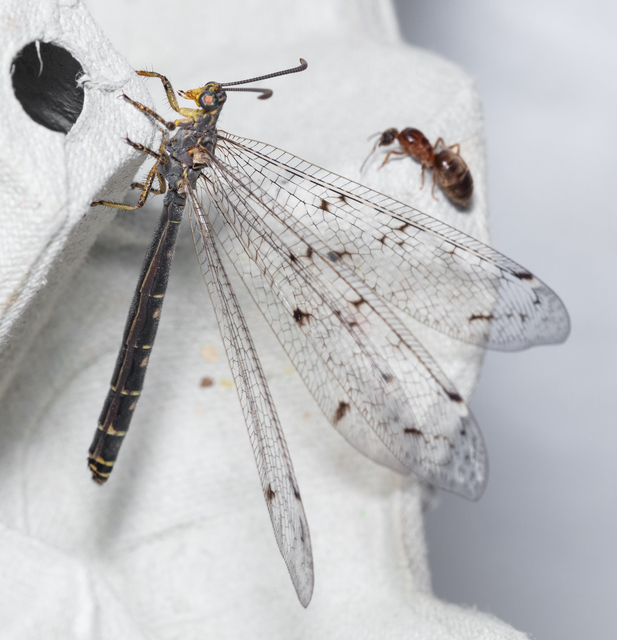 Distoleon tetragrammicus - négyfoltos hangyaleső