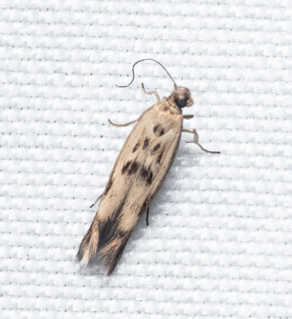 Scythris limbella - parajfonó zöldmoly