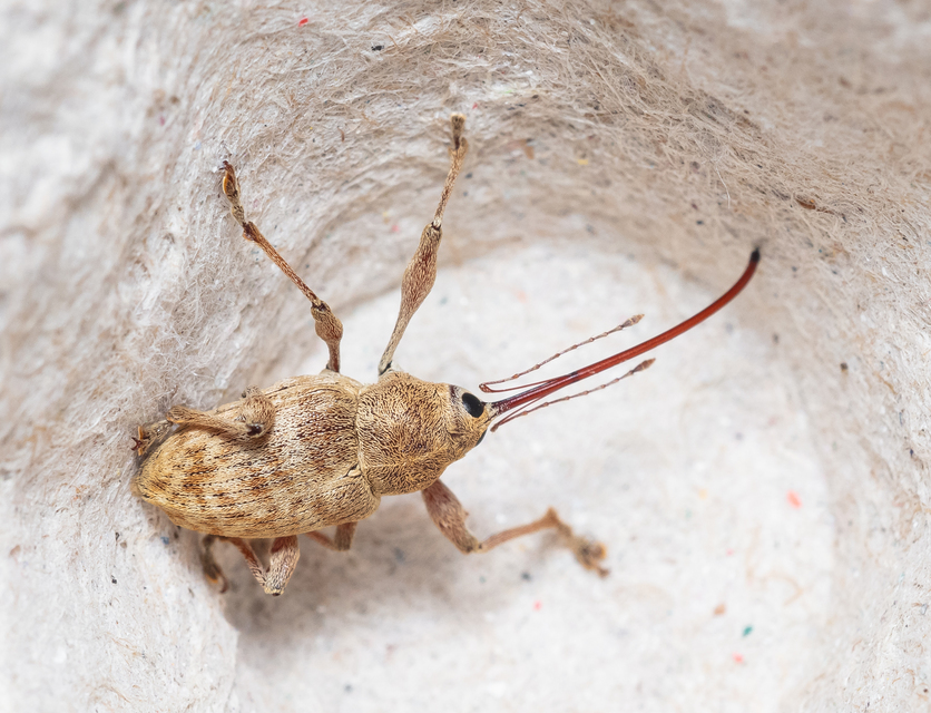 Curculio elephas - gesztenyezsuzsóka
