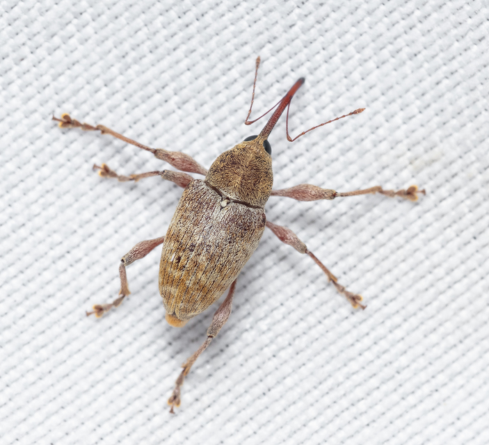 Curculio elephas - gesztenyezsuzsóka