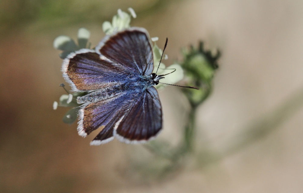 Plebejus argus - ezüstös boglárka