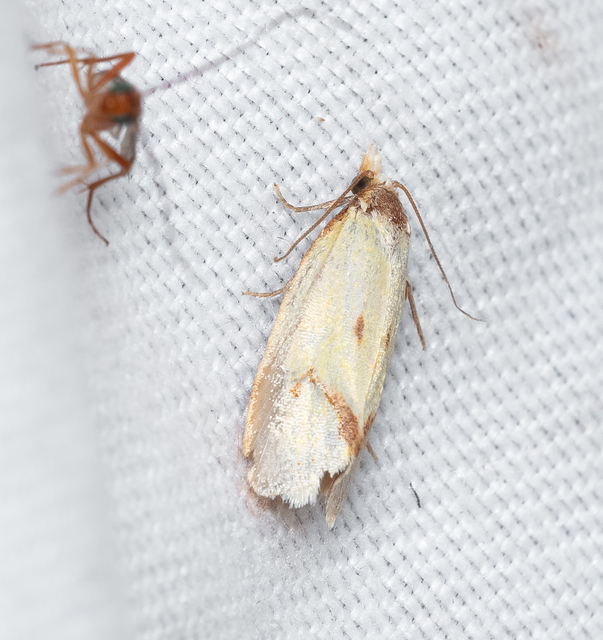 Agapeta zoegana - barnacsíkos sárgamoly