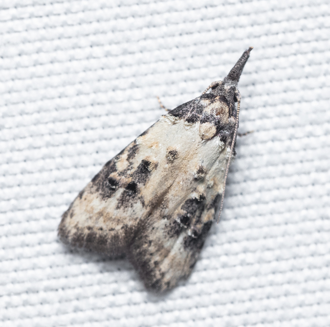 Carposina scirrhosella - közönséges csipkebogyómoly