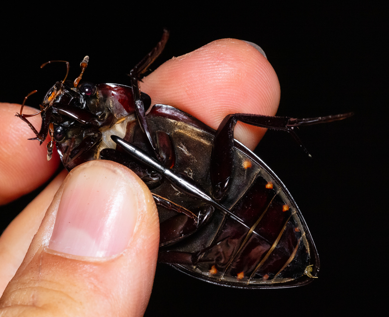 Hydrophilus piceus - közönséges óriáscsibor