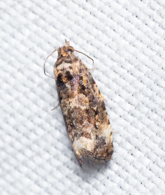 Endothenia