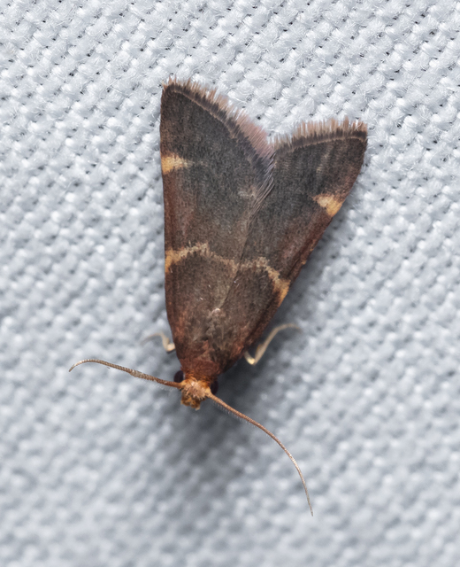 Hypsopygia rubidalis - vörös fényilonca
