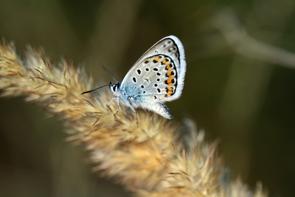Plebejus argus - ezüstös boglárka