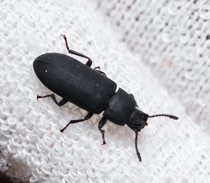 Cryphaeus cornutus - szarvas gyászbogár