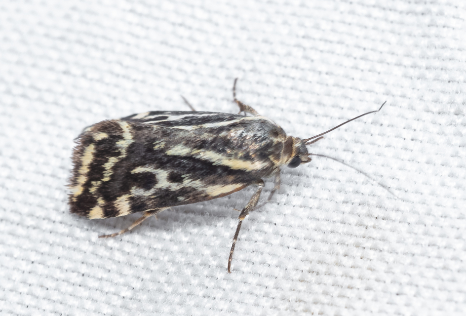 Emmelia trabealis - zebrabagoly
