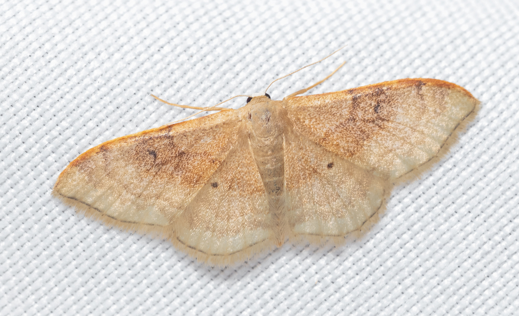 Idaea degeneraria - barnasávos araszoló