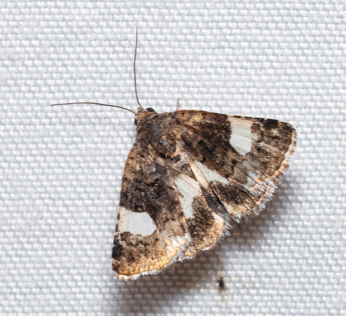 Tyta luctuosa - fekete nappalibagoly