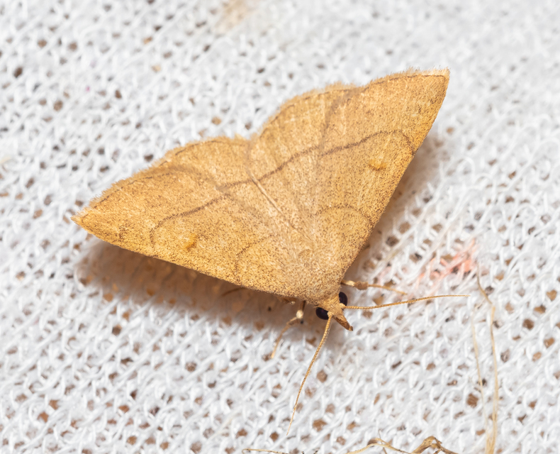 Paracolax tristalis - sárgás karcsúbagoly