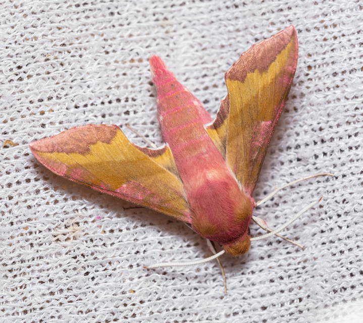 Deilephila porcellus - piros szender