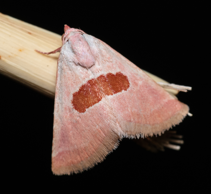 Calymma communimacula - pajzstetűfaló bagoly