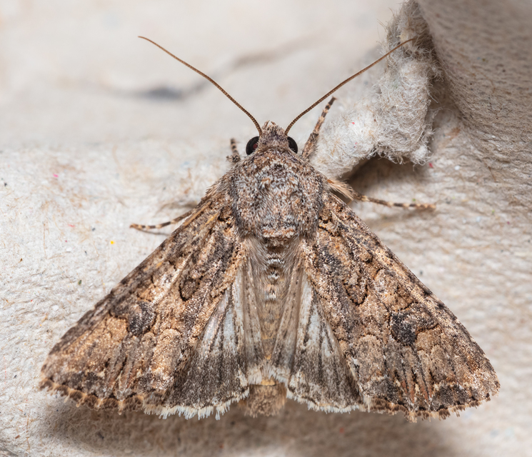 Hadula trifolii - lóherebagoly
