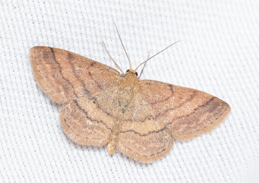 Scopula rubiginata - réti pirosaraszoló