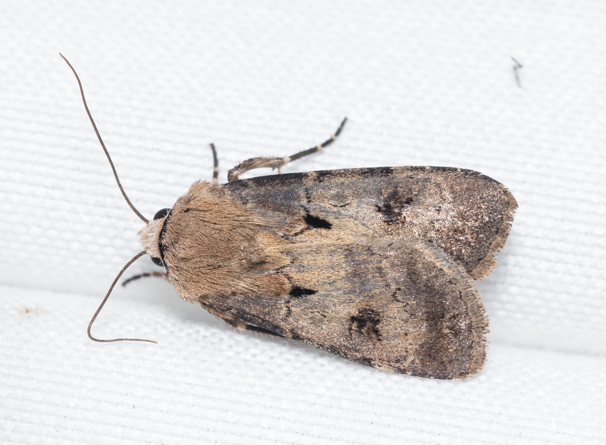 Agrotis exclamationis - felkiáltójeles földibagoly