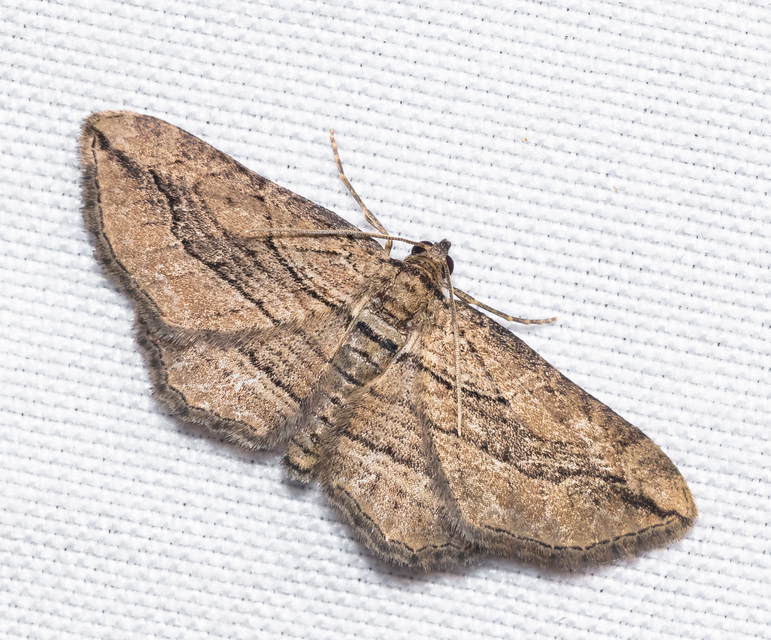 Horisme corticata - barna iszalagaraszoló