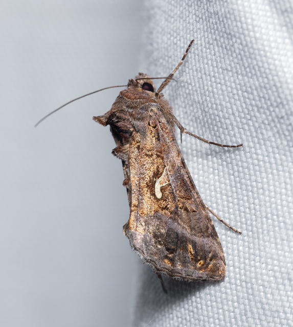 Autographa gamma - gammalepke
