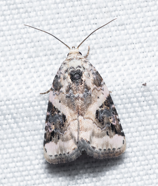Pseudeustrotia candidula - fehéres apróbagoly